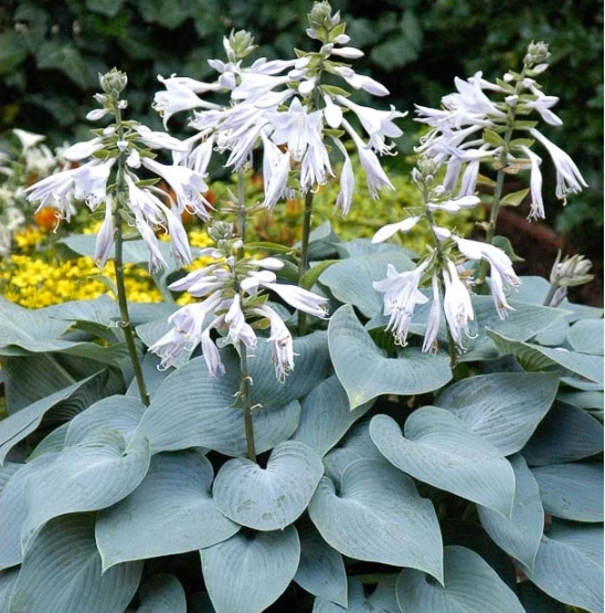 5368  Hosta  Bulletproof  I  Svenskt namn  :Funkia  I  Krukstorlek   : SQ1  I  Förväntad Höjd  :  40/60 cm  I  Blomningstid :  juli-aug