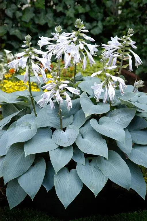 5368  Hosta  Bulletproof  I  Svenskt namn  :Funkia  I  Krukstorlek   : SQ1  I  Förväntad Höjd  :  40/60 cm  I  Blomningstid :  juli-aug - 3
