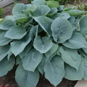 5368  Hosta  Bulletproof  I  Svenskt namn  :Funkia  I  Krukstorlek   : SQ1  I  Förväntad Höjd  :  40/60 cm  I  Blomningstid :  juli-aug - 2