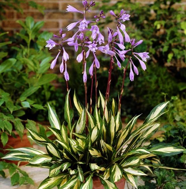 5362  Hosta  Cherry Berry  I  Svenskt namn  :Funkia  I  Krukstorlek   : SQ1  I  Förväntad Höjd  :  30/60 cm  I  Blomningstid :  juli-aug