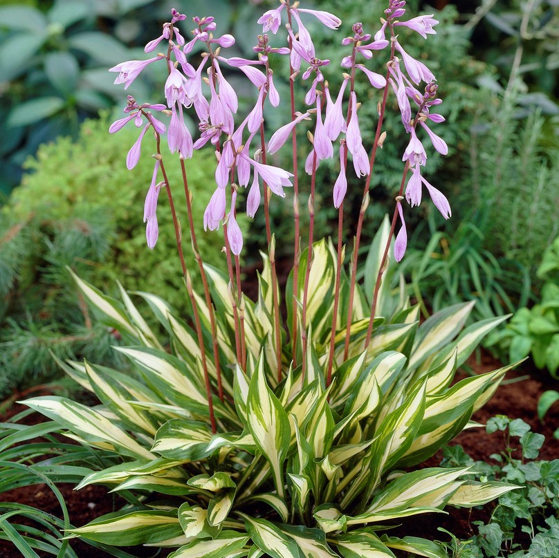 5362  Hosta  Cherry Berry  I  Svenskt namn  :Funkia  I  Krukstorlek   : SQ1  I  Förväntad Höjd  :  30/60 cm  I  Blomningstid :  juli-aug - 3