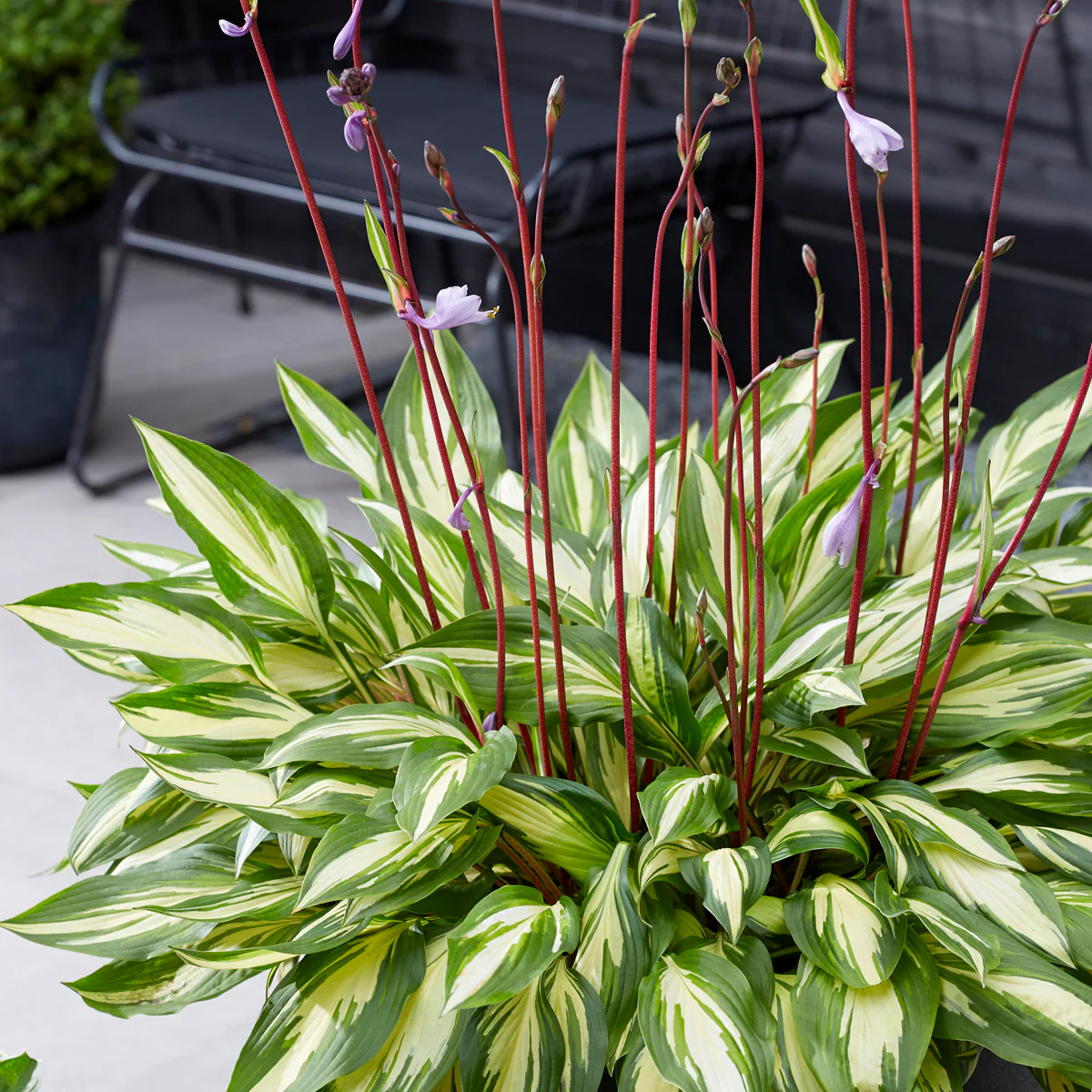 5362  Hosta  Cherry Berry  I  Svenskt namn  :Funkia  I  Krukstorlek   : SQ1  I  Förväntad Höjd  :  30/60 cm  I  Blomningstid :  juli-aug - 2
