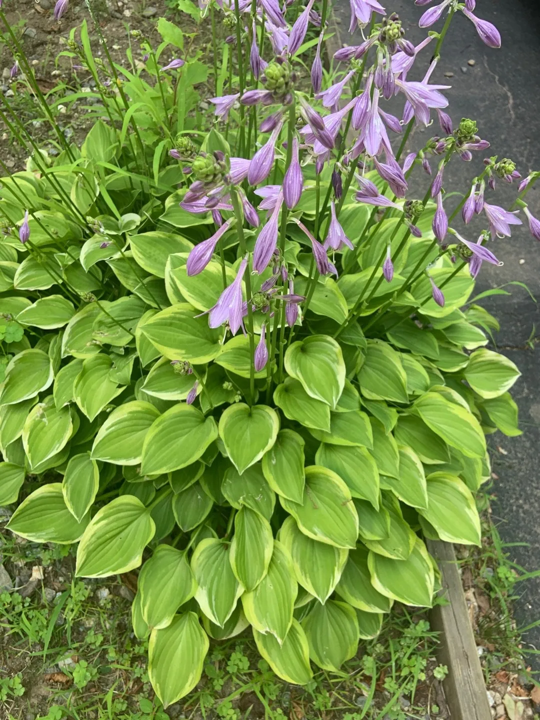 5375  Hosta  Golden Tiara  I  Svenskt namn  :Funkia  I  Krukstorlek   : SQ1  I  Förväntad Höjd  :  20/60 cm  I  Blomningstid :  juli-aug - 3