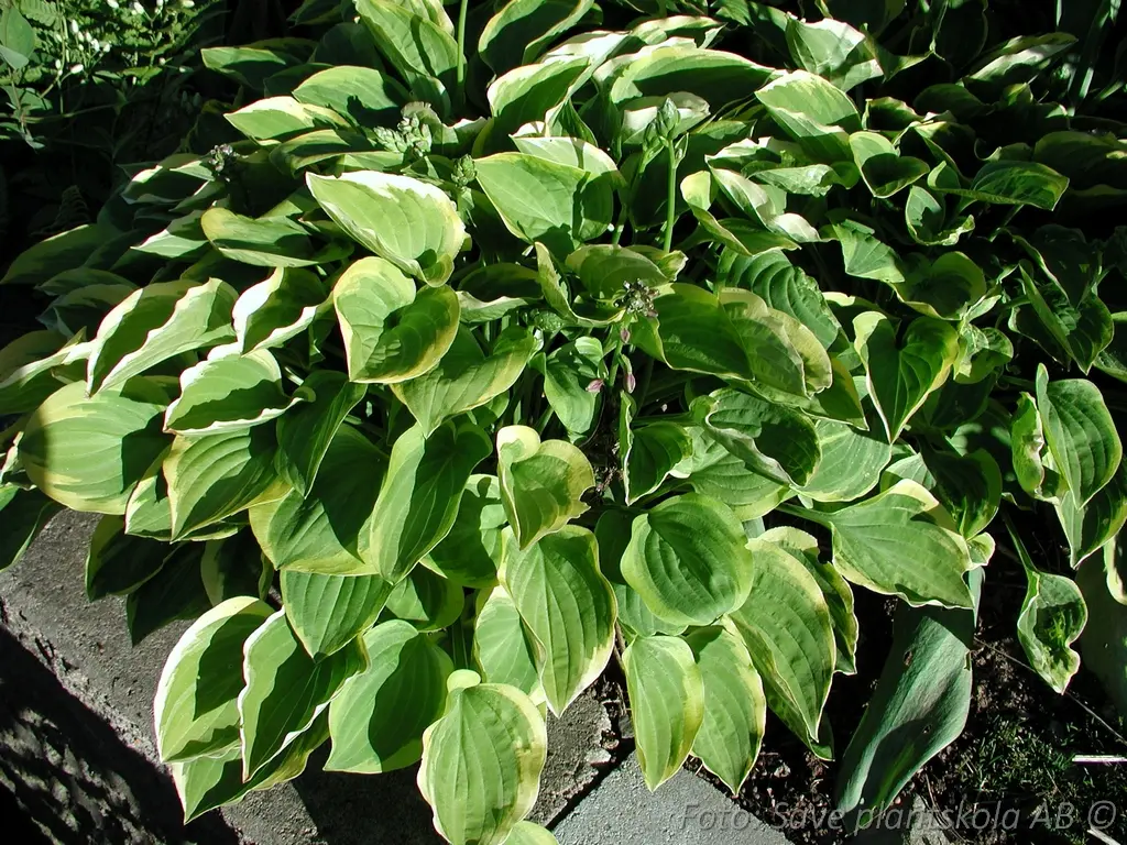 5375  Hosta  Golden Tiara  I  Svenskt namn  :Funkia  I  Krukstorlek   : SQ1  I  Förväntad Höjd  :  20/60 cm  I  Blomningstid :  juli-aug - 2