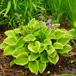 5375  Hosta  Golden Tiara  I  Svenskt namn  :Funkia  I  Krukstorlek   : SQ1  I  Förväntad Höjd  :  20/60 cm  I  Blomningstid :  juli-aug