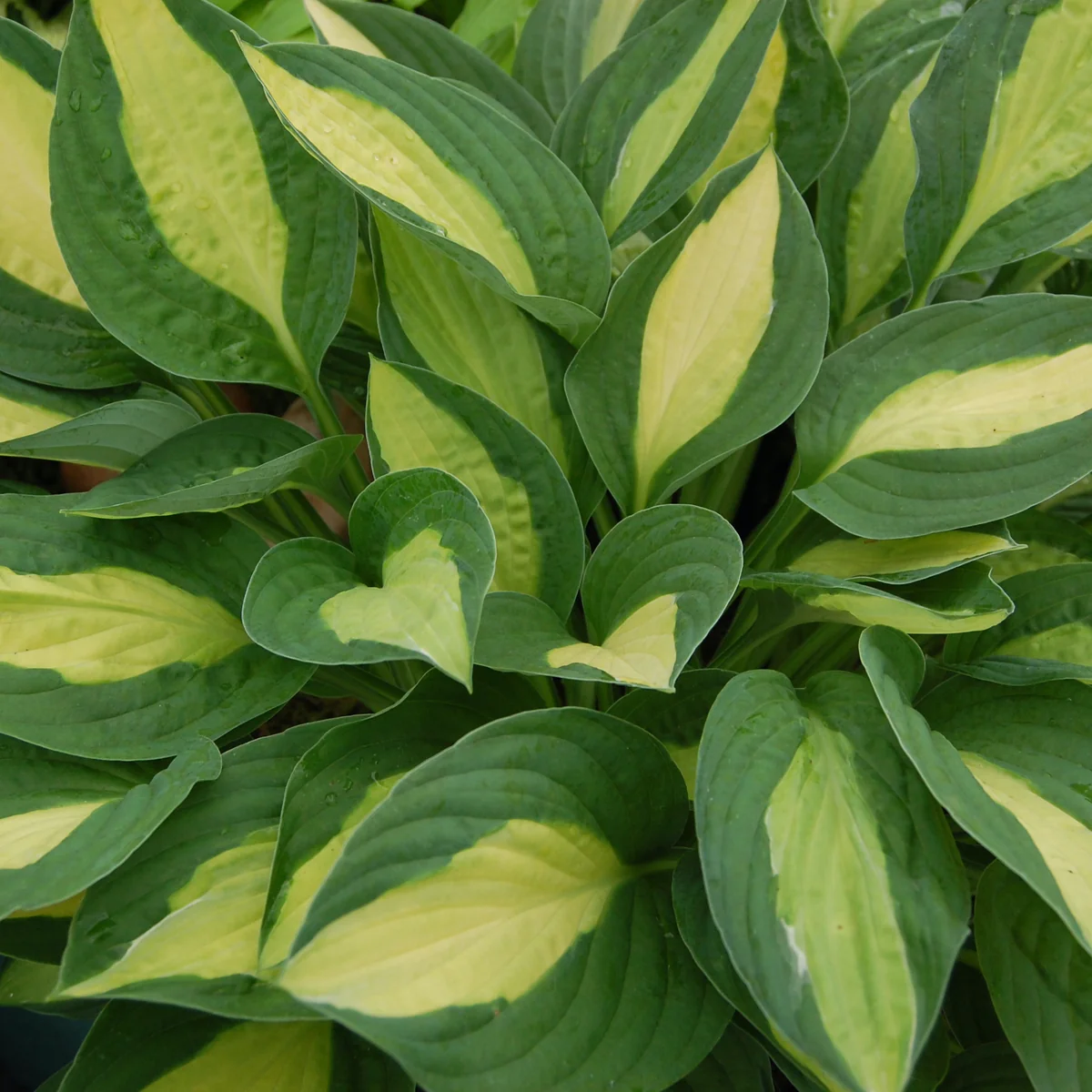 5433  Hosta  Gypsy Rose  I  Svenskt namn  :Funkia  I  Krukstorlek   : SQ1  I  Förväntad Höjd  :  40/60 cm  I  Blomningstid :  juli-aug - 2