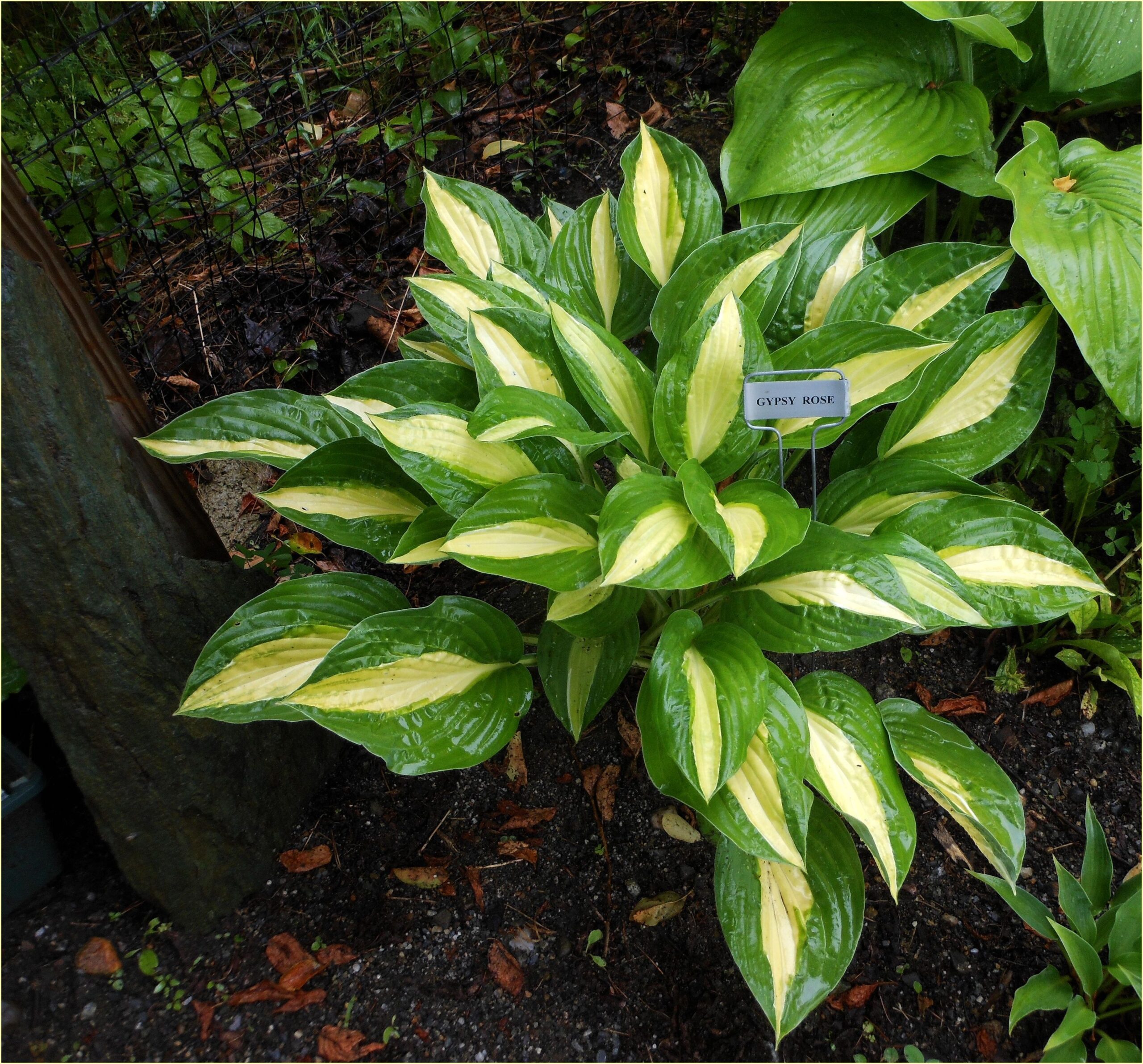 5433  Hosta  Gypsy Rose  I  Svenskt namn  :Funkia  I  Krukstorlek   : SQ1  I  Förväntad Höjd  :  40/60 cm  I  Blomningstid :  juli-aug - 3