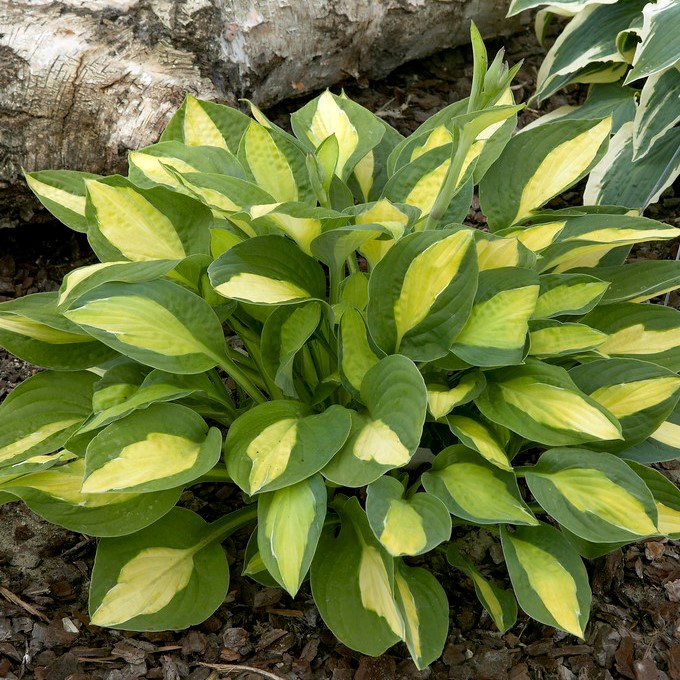 5433  Hosta  Gypsy Rose  I  Svenskt namn  :Funkia  I  Krukstorlek   : SQ1  I  Förväntad Höjd  :  40/60 cm  I  Blomningstid :  juli-aug