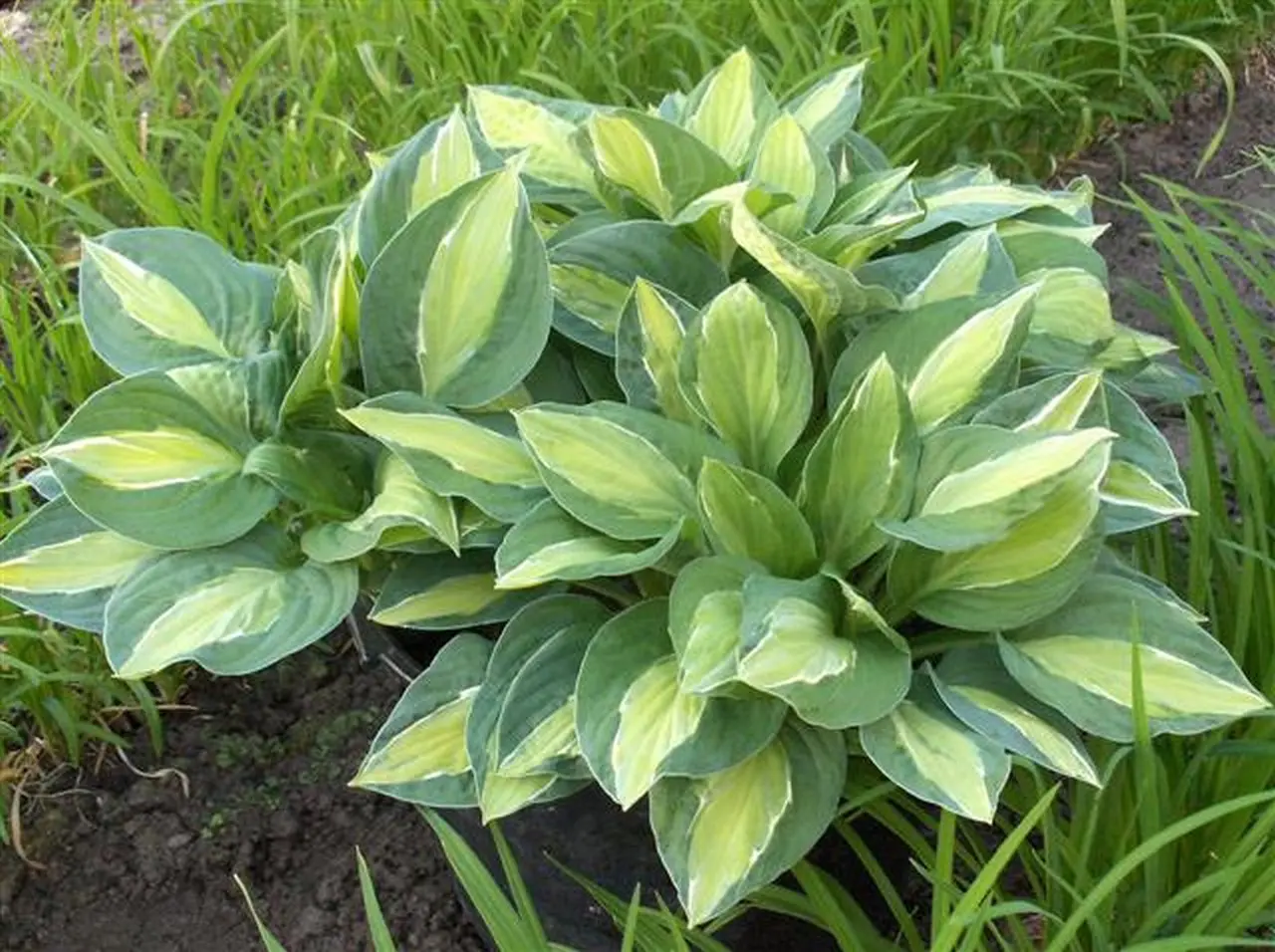5433  Hosta  Gypsy Rose  I  Svenskt namn  :Funkia  I  Krukstorlek   : SQ1  I  Förväntad Höjd  :  40/60 cm  I  Blomningstid :  juli-aug - 4