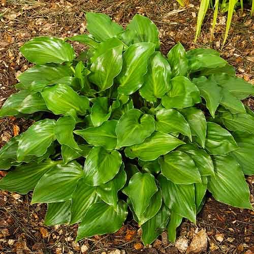 5458  Hosta  Invincible  I  Svenskt namn  :Funkia  I  Krukstorlek   : SQ1  I  Förväntad Höjd  :  40/60 cm  I  Blomningstid :  juli-aug - 2