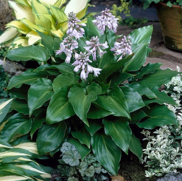 5458  Hosta  Invincible  I  Svenskt namn  :Funkia  I  Krukstorlek   : SQ1  I  Förväntad Höjd  :  40/60 cm  I  Blomningstid :  juli-aug
