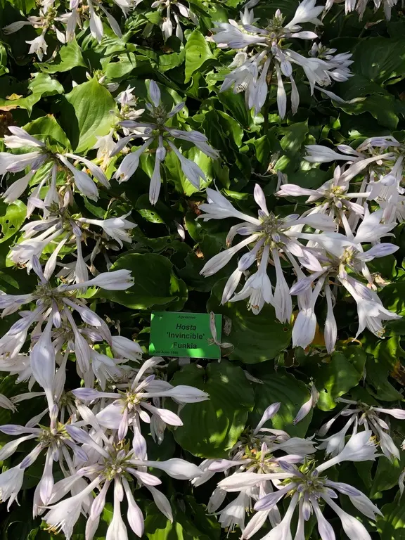 5458  Hosta  Invincible  I  Svenskt namn  :Funkia  I  Krukstorlek   : SQ1  I  Förväntad Höjd  :  40/60 cm  I  Blomningstid :  juli-aug - 3
