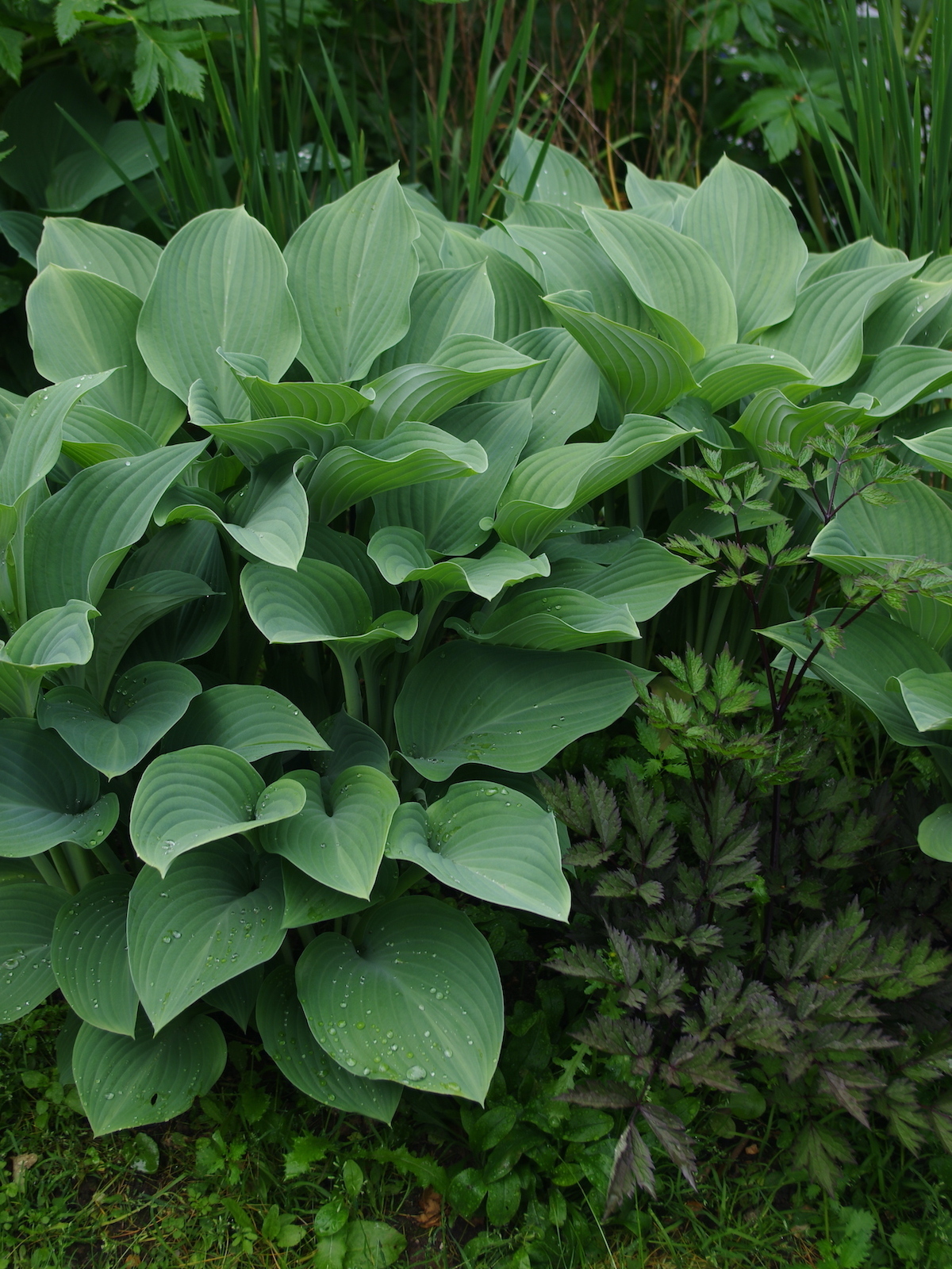 5380  Hosta  Krossa Regal  I  Svenskt namn  :Funkia  I  Krukstorlek   : SQ1  I  Förväntad Höjd  :  70/120 cm  I  Blomningstid :  juli-aug - 2