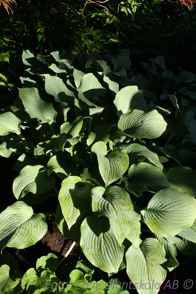 5380  Hosta  Krossa Regal  I  Svenskt namn  :Funkia  I  Krukstorlek   : SQ1  I  Förväntad Höjd  :  70/120 cm  I  Blomningstid :  juli-aug - 3
