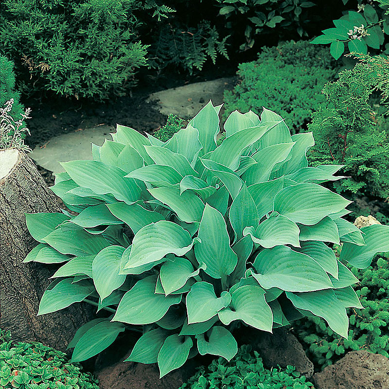 5380  Hosta  Krossa Regal  I  Svenskt namn  :Funkia  I  Krukstorlek   : SQ1  I  Förväntad Höjd  :  70/120 cm  I  Blomningstid :  juli-aug