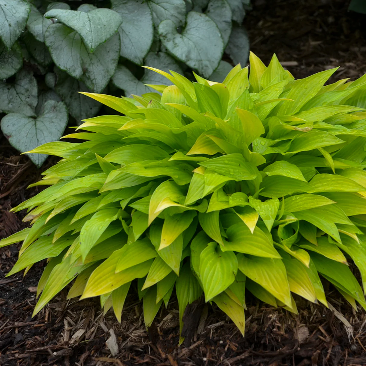 5365  Hosta  Lipstick Kiss  I  Svenskt namn  :Funkia  I  Krukstorlek   : SQ1  I  Förväntad Höjd  :  30/50 cm  I  Blomningstid :  juli-aug - 3
