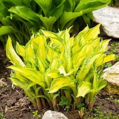 5365  Hosta  Lipstick Kiss  I  Svenskt namn  :Funkia  I  Krukstorlek   : SQ1  I  Förväntad Höjd  :  30/50 cm  I  Blomningstid :  juli-aug