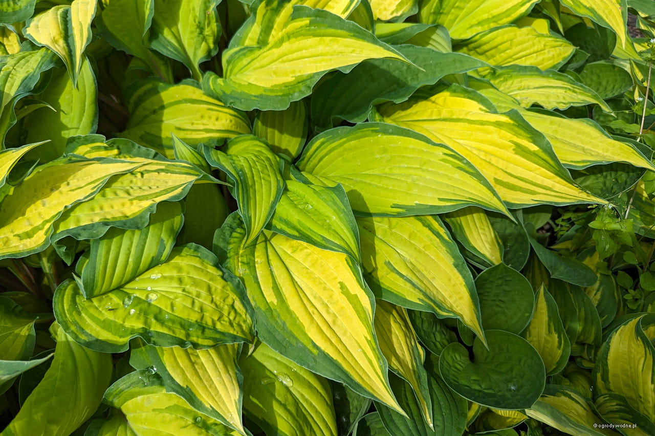 5365  Hosta  Lipstick Kiss  I  Svenskt namn  :Funkia  I  Krukstorlek   : SQ1  I  Förväntad Höjd  :  30/50 cm  I  Blomningstid :  juli-aug - 2