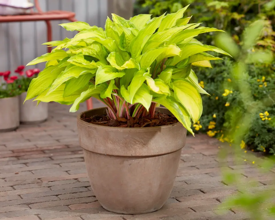 5365  Hosta  Lipstick Kiss  I  Svenskt namn  :Funkia  I  Krukstorlek   : SQ1  I  Förväntad Höjd  :  30/50 cm  I  Blomningstid :  juli-aug - 4