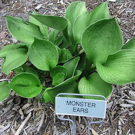 5413  Hosta  Monster Ears  I  Svenskt namn  :Funkia  I  Krukstorlek   : SQ1  I  Förväntad Höjd  :  20/30 cm  I  Blomningstid :  juli-aug
