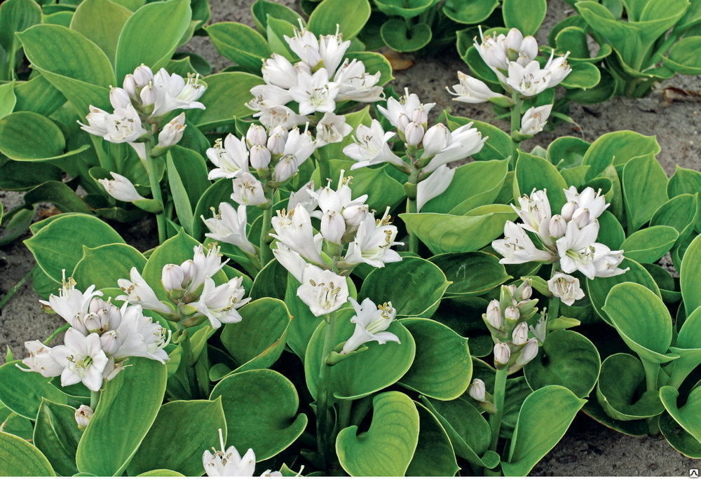 5413  Hosta  Monster Ears  I  Svenskt namn  :Funkia  I  Krukstorlek   : SQ1  I  Förväntad Höjd  :  20/30 cm  I  Blomningstid :  juli-aug - 2