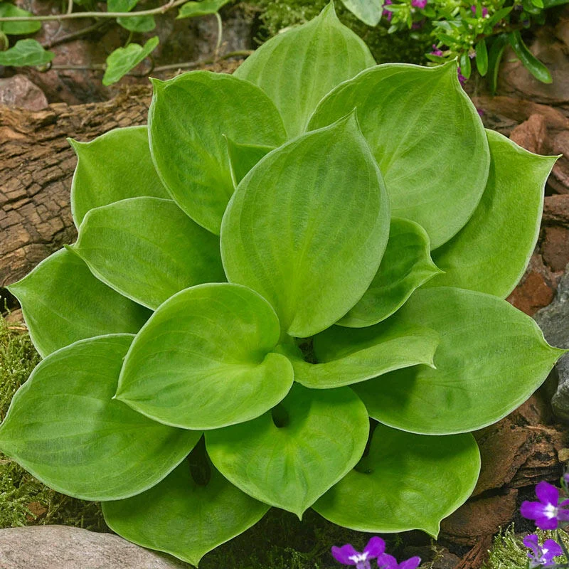5413  Hosta  Monster Ears  I  Svenskt namn  :Funkia  I  Krukstorlek   : SQ1  I  Förväntad Höjd  :  20/30 cm  I  Blomningstid :  juli-aug - 3