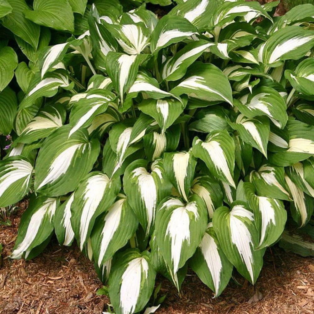 5409  Hosta  Night Before Christmas  I  Svenskt namn  : Funkia  I  Krukstorlek   : SQ1  I  Förväntad Höjd  :  60/80 cm  I  Blomningstid :  juli-aug
