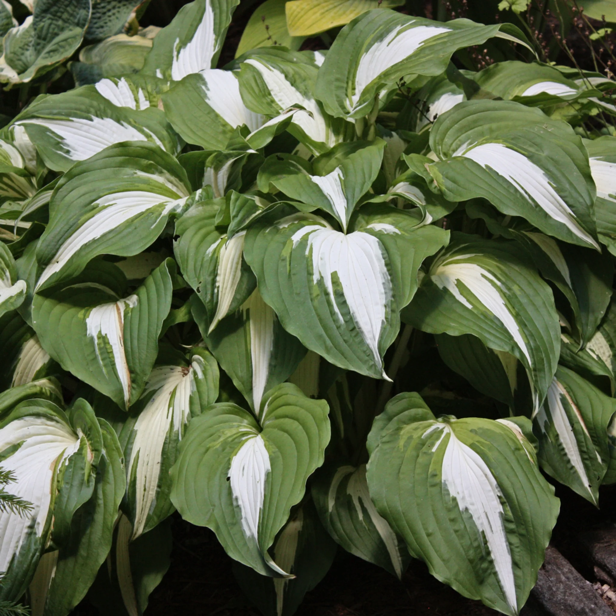 5409  Hosta  Night Before Christmas  I  Svenskt namn  : Funkia  I  Krukstorlek   : SQ1  I  Förväntad Höjd  :  60/80 cm  I  Blomningstid :  juli-aug - 4