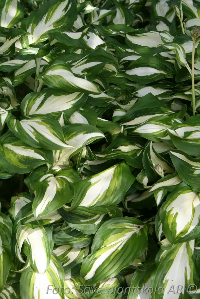 5409  Hosta  Night Before Christmas  I  Svenskt namn  : Funkia  I  Krukstorlek   : SQ1  I  Förväntad Höjd  :  60/80 cm  I  Blomningstid :  juli-aug - 3