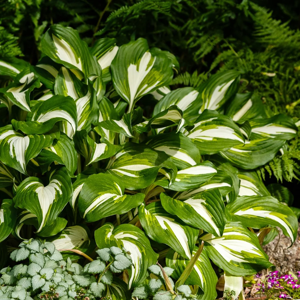 5409  Hosta  Night Before Christmas  I  Svenskt namn  : Funkia  I  Krukstorlek   : SQ1  I  Förväntad Höjd  :  60/80 cm  I  Blomningstid :  juli-aug - 2
