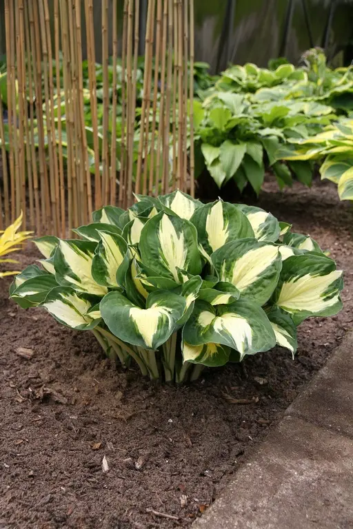 5372  Hosta  Pathfinder  I  Svenskt namn  : Funkia  I  Krukstorlek   : SQ1  I  Förväntad Höjd  :  40/60 cm  I  Blomningstid :  juli-aug - 3
