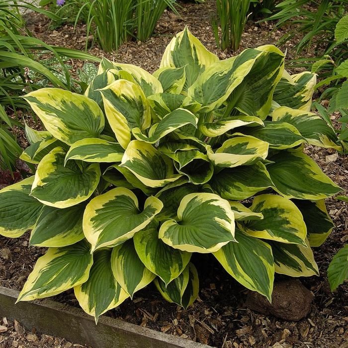 5372  Hosta  Pathfinder  I  Svenskt namn  : Funkia  I  Krukstorlek   : SQ1  I  Förväntad Höjd  :  40/60 cm  I  Blomningstid :  juli-aug