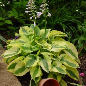 5372  Hosta  Pathfinder  I  Svenskt namn  : Funkia  I  Krukstorlek   : SQ1  I  Förväntad Höjd  :  40/60 cm  I  Blomningstid :  juli-aug - 2