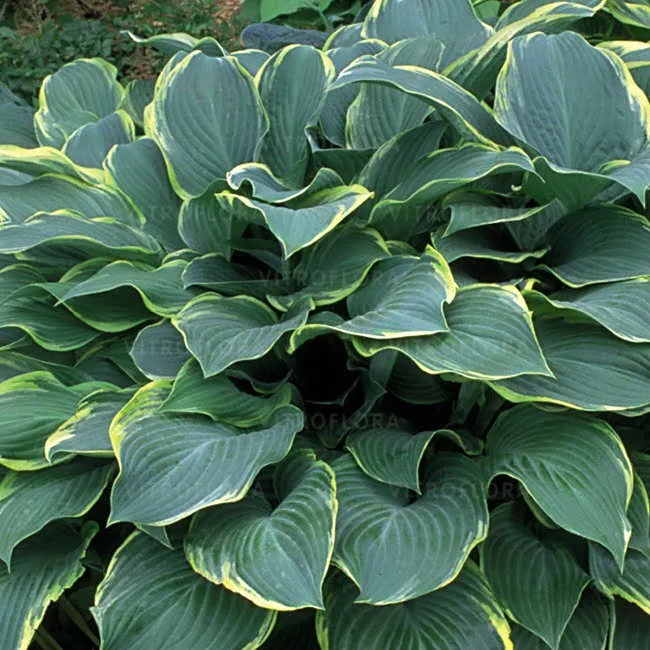 5383  Hosta  Regal Splendor  I  Svenskt namn  :Funkia  I  Krukstorlek   : SQ1  I  Förväntad Höjd  :  70/120 cm  I  Blomningstid :  juli-aug - 2