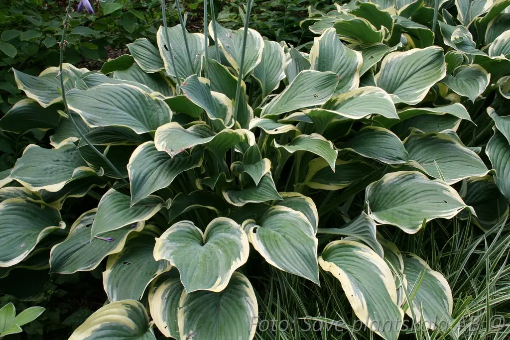 5383  Hosta  Regal Splendor  I  Svenskt namn  :Funkia  I  Krukstorlek   : SQ1  I  Förväntad Höjd  :  70/120 cm  I  Blomningstid :  juli-aug - 3