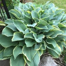 5383  Hosta  Regal Splendor  I  Svenskt namn  :Funkia  I  Krukstorlek   : SQ1  I  Förväntad Höjd  :  70/120 cm  I  Blomningstid :  juli-aug