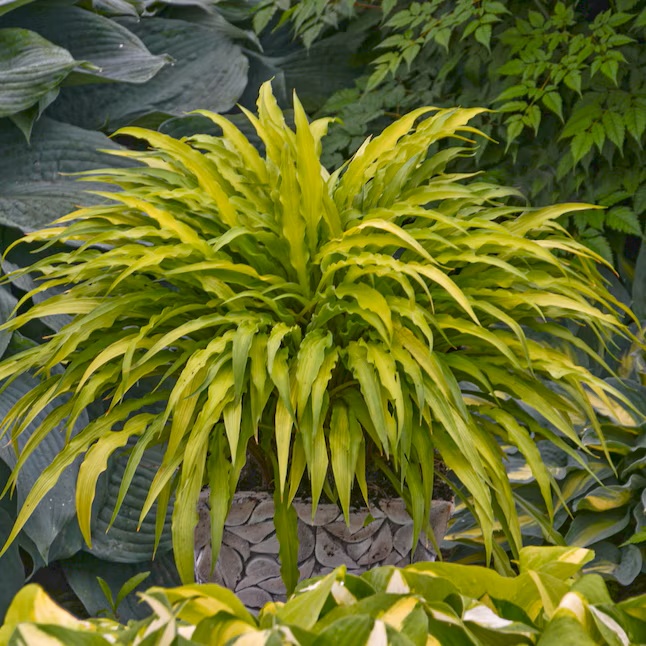 Hosta Ruggels 5387 Hosta Wiggles and Squiggles I Svenskt namn :Funkia I Krukstorlek ...
