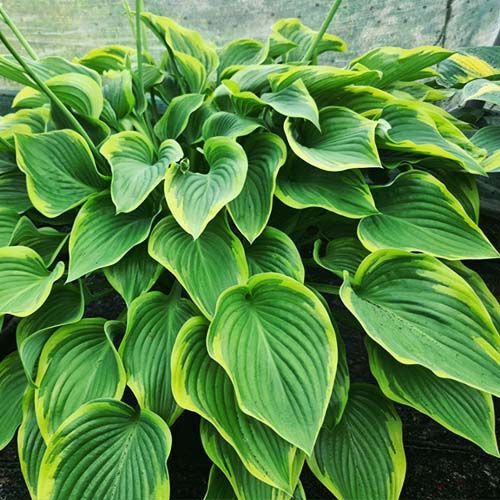 5377  Hosta  Wu-La-La  I  Svenskt namn  :Funkia  I  Krukstorlek   : SQ1  I  Förväntad Höjd  :  100/120 cm  I  Blomningstid :  juli-aug