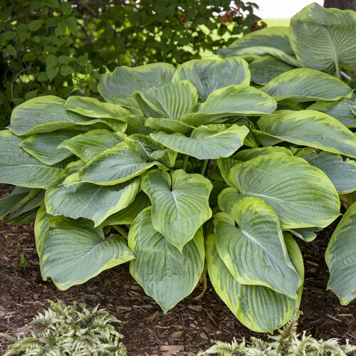 5377  Hosta  Wu-La-La  I  Svenskt namn  :Funkia  I  Krukstorlek   : SQ1  I  Förväntad Höjd  :  100/120 cm  I  Blomningstid :  juli-aug - 2