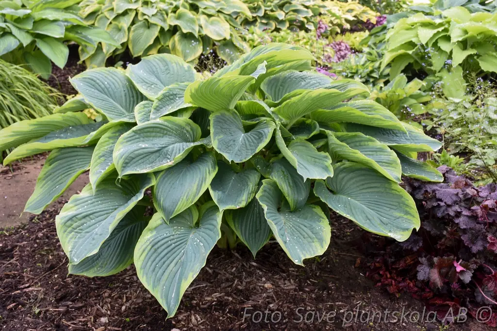 5377  Hosta  Wu-La-La  I  Svenskt namn  :Funkia  I  Krukstorlek   : SQ1  I  Förväntad Höjd  :  100/120 cm  I  Blomningstid :  juli-aug - 3