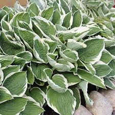 5358  Hosta fortunei  Francee  I  Svenskt namn  :Blomsterfunkia  I  Krukstorlek   : SQ1  I  Förväntad Höjd  :  50/70 cm  I  Blomningstid :  juli-aug - 2