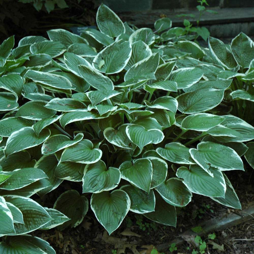 5358  Hosta fortunei  Francee  I  Svenskt namn  :Blomsterfunkia  I  Krukstorlek   : SQ1  I  Förväntad Höjd  :  50/70 cm  I  Blomningstid :  juli-aug