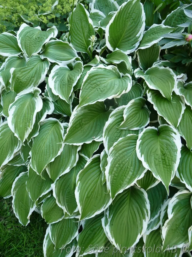 5358  Hosta fortunei  Francee  I  Svenskt namn  :Blomsterfunkia  I  Krukstorlek   : SQ1  I  Förväntad Höjd  :  50/70 cm  I  Blomningstid :  juli-aug - 3