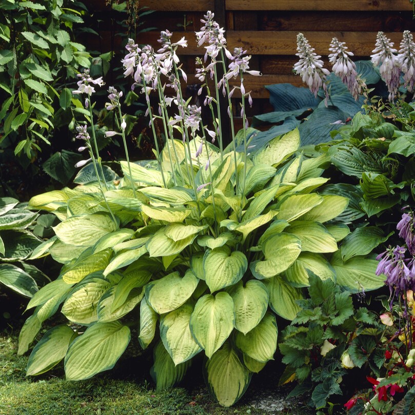5374  Hosta fortunei  Gold Standard  I  Svenskt namn  :Blomsterfunkia  I  Krukstorlek   : SQ1  I  Förväntad Höjd  :  50/70 cm  I  Blomningstid :  juli-aug
