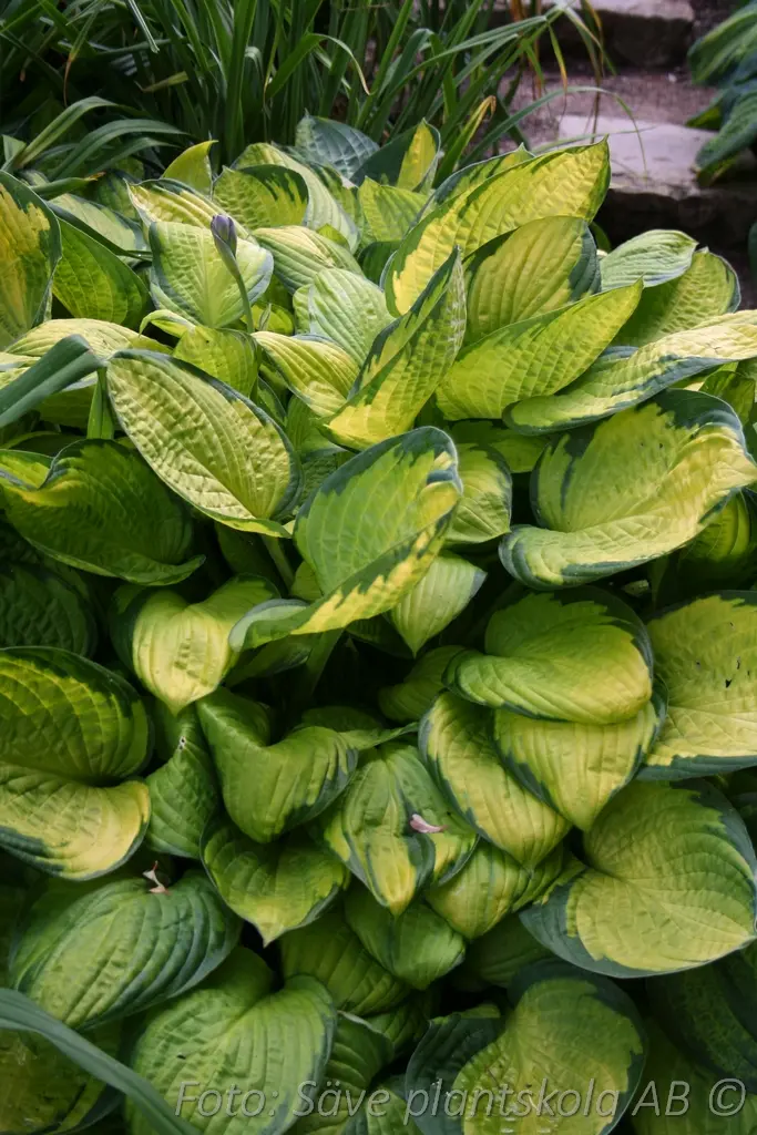 5374  Hosta fortunei  Gold Standard  I  Svenskt namn  :Blomsterfunkia  I  Krukstorlek   : SQ1  I  Förväntad Höjd  :  50/70 cm  I  Blomningstid :  juli-aug - 3