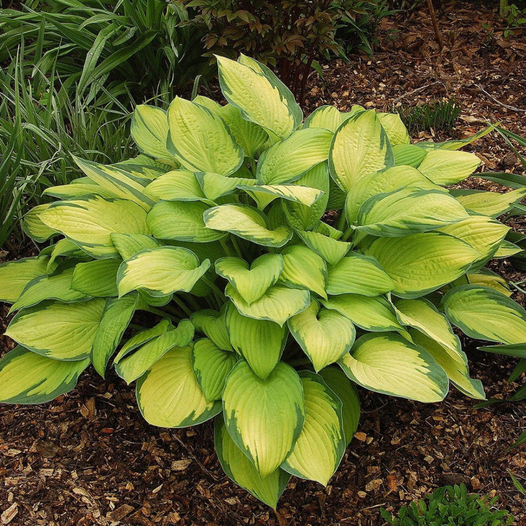 5374  Hosta fortunei  Gold Standard  I  Svenskt namn  :Blomsterfunkia  I  Krukstorlek   : SQ1  I  Förväntad Höjd  :  50/70 cm  I  Blomningstid :  juli-aug - 2