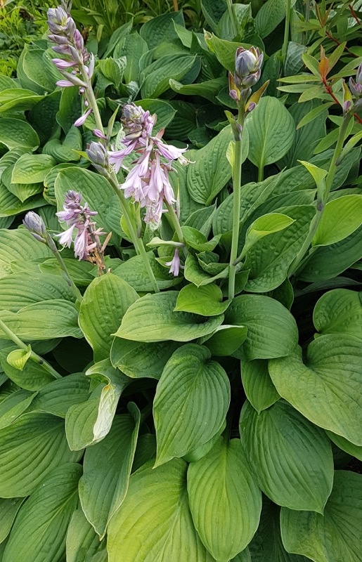 5360  Hosta fortunei  Hyacinthina  I  Svenskt namn  :Blomsterfunkia  I  Krukstorlek   : SQ1  I  Förväntad Höjd  :  60/80 cm  I  Blomningstid :  juli-aug - 3