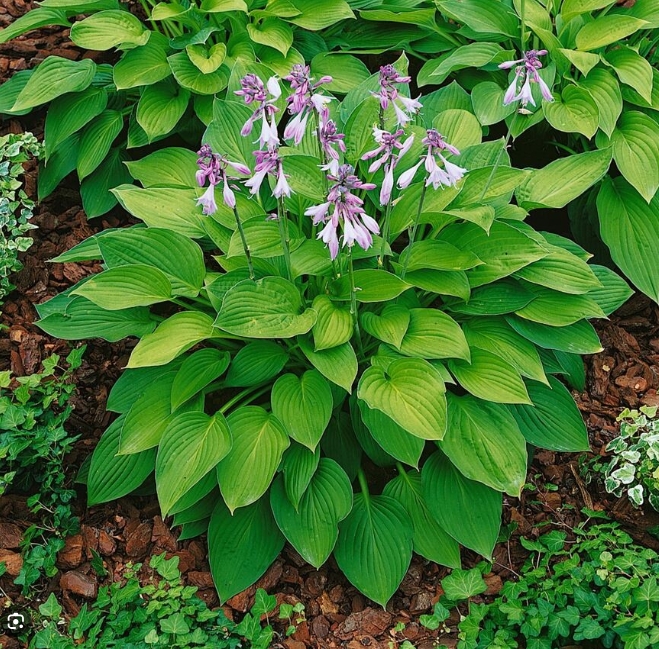 5360  Hosta fortunei  Hyacinthina  I  Svenskt namn  :Blomsterfunkia  I  Krukstorlek   : SQ1  I  Förväntad Höjd  :  60/80 cm  I  Blomningstid :  juli-aug