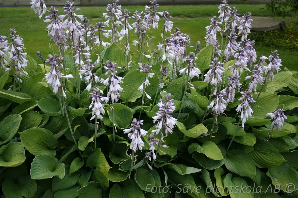5360  Hosta fortunei  Hyacinthina  I  Svenskt namn  :Blomsterfunkia  I  Krukstorlek   : SQ1  I  Förväntad Höjd  :  60/80 cm  I  Blomningstid :  juli-aug - 2