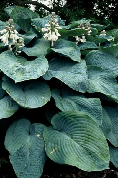5397  Hosta sieboldiana  Elegans  I  Svenskt namn  : Daggfunkia  I  Krukstorlek   : SQ1  I  Förväntad Höjd  :  60/90 cm  I  Blomningstid :  juli-aug - 3